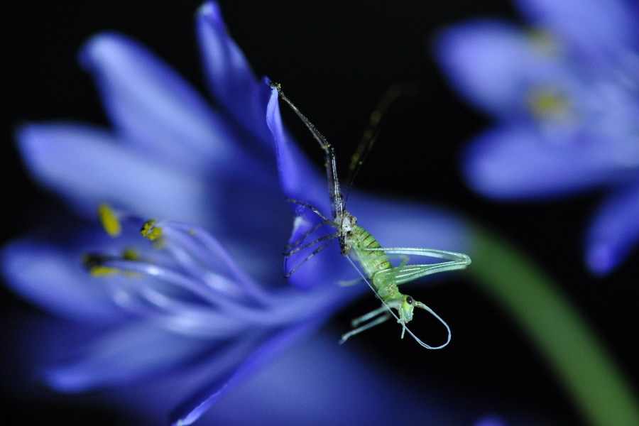 On molting: An exercise in outgrowing our mammalian&nbsp;brains